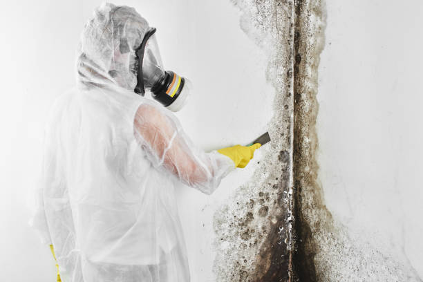 Attic Mold Removal in Lacon, IL