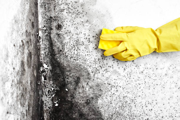 Best Emergency Mold Removal  in Lacon, IL