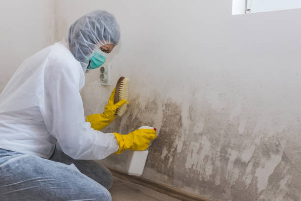 Best Commercial Mold Removal  in Lacon, IL