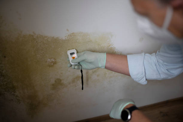 Best Local Mold Removal Service  in Lacon, IL