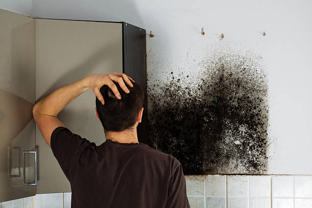 Best Attic Mold Removal  in Lacon, IL