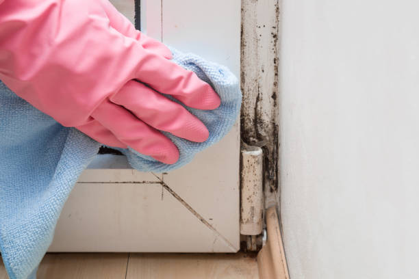 Best Mold Damage Repair  in Lacon, IL