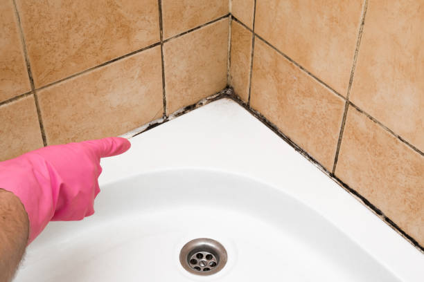 Best Office Mold Removal Services  in Lacon, IL